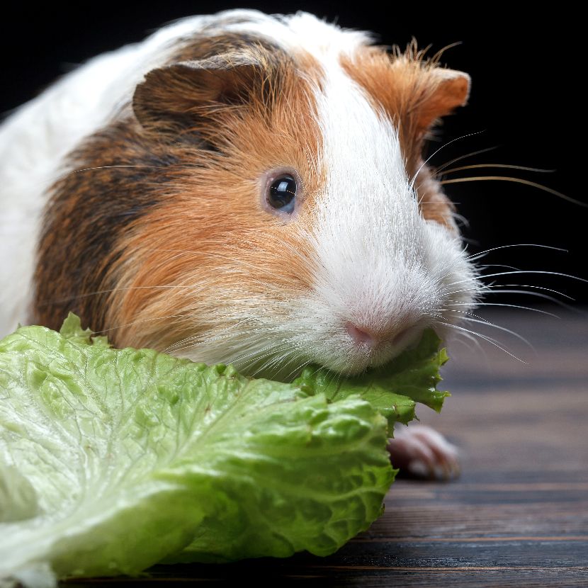 Snacks para roedores